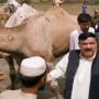 Eid ul Adha 2021: Video of Sheikh Rasheed purchasing camels goes viral