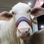 Israel lifts tariffs on dairy imports to cut prices