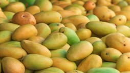 Pakistan expects mango exports of up to 160,000 tonnes this year: adviser
