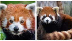 Red Panda Found A Day After it Went Missing From German Zoo