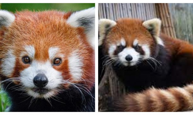 Red Panda Found A Day After it Went Missing From German Zoo
