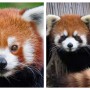 Red Panda Found A Day After it Went Missing From German Zoo