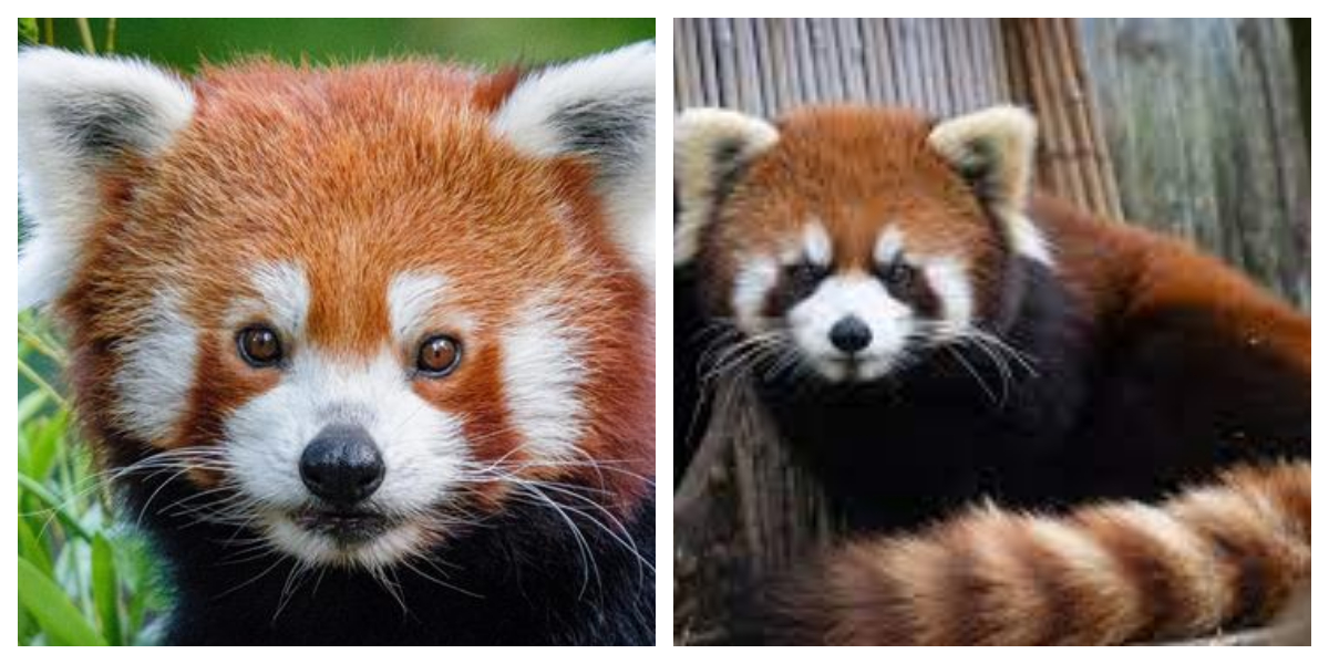Red Panda Found A Day After it Went Missing From German Zoo