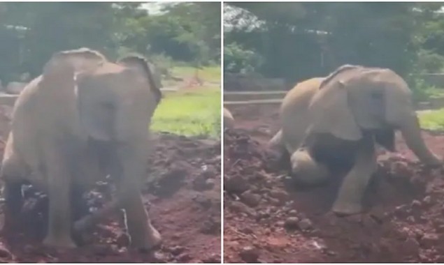 Elephant Enjoys Taking Dust Bath in Video Goes Viral