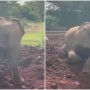 Watch: Elephant Enjoys Taking Dust Bath in the Viral Video
