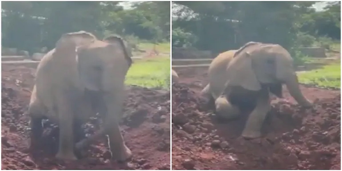 Elephant Enjoys Taking Dust Bath in Video Goes Viral