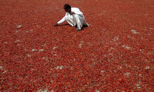 China to import 300 tons of chili from Pakistan: Wu Guang