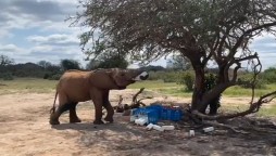 Elephant Caught stealing leftover milk in new viral video
