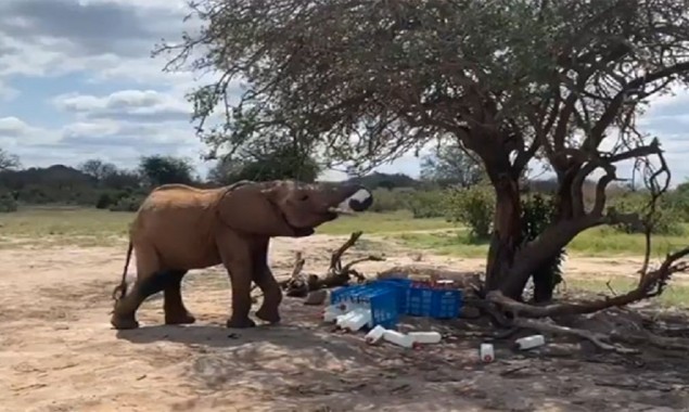 Elephant Caught stealing leftover milk in new viral video