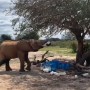 Elephant Caught stealing leftover milk in new viral video