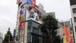Massive 3D Cat on Tokyo’s Billboard, video went viral