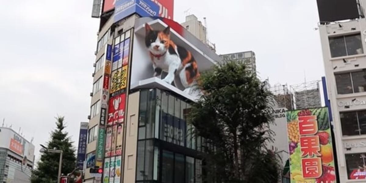 Huge cat