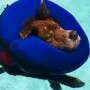 Have seen this adorable video of a dog napping and floating in the pool?