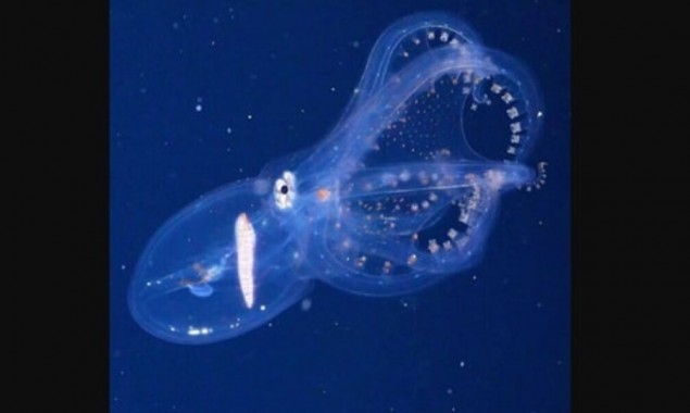 Octopus with transparent skin caught on camera, video went viral