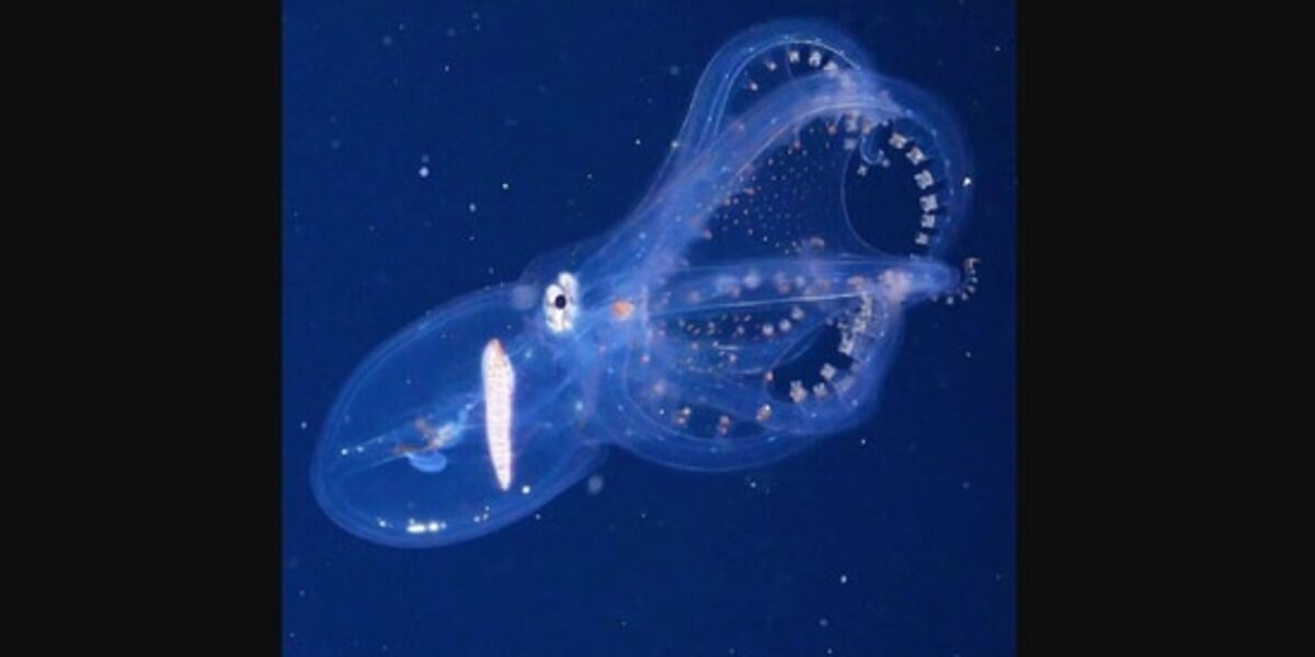 Octopus