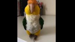 Parrot