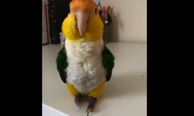 WATCH: Adorable Parrot teaches how to dance