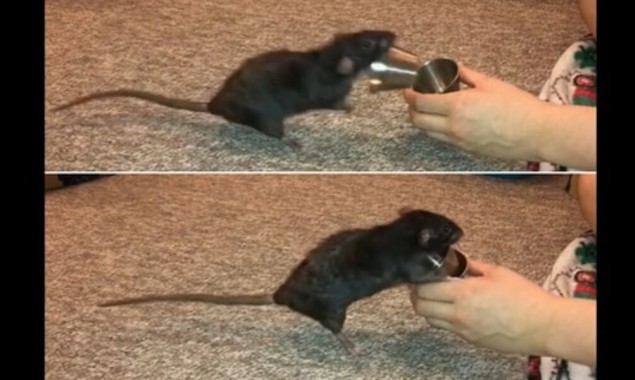 People are wondering if this pet rat is starting a restaurant