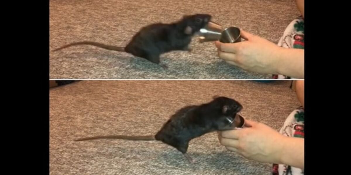 Pet Rat