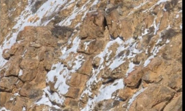 There’s a snow leopard hidden in this image, can you find it?