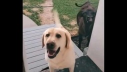 Watch the adorable Video of a dog bringing a cow for sleepover