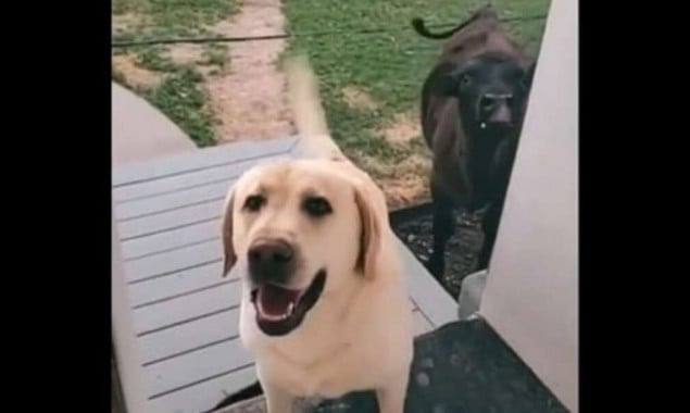 Watch the adorable Video of a dog bringing a cow for sleepover