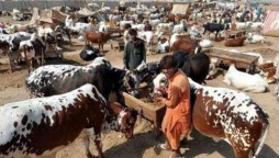 NCOC Amends Guidelines For Cattle Markets Ahead Of Eid Al-Adha