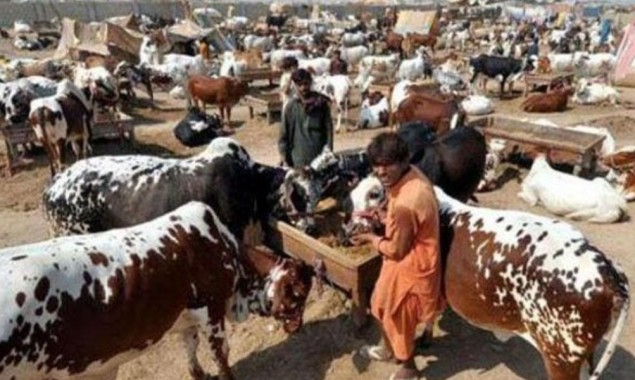 NCOC Amends Guidelines For Cattle Markets Ahead Of Eid Al-Adha