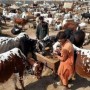 NCOC Amends Guidelines For Cattle Markets Ahead Of Eid Al-Adha
