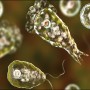 What is Naegleria and how you can protect yourself from the deadly bacteria