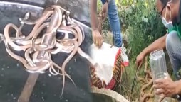 15 cobras recovered