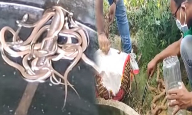 15 cobras recovered from well in India, video goes viral