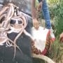 15 cobras recovered from well in India, video goes viral