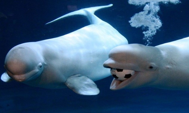 Sea creature: “Two Beluga whales and their smile”