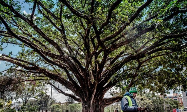 How a fig tree won the Kenya president’s heart?