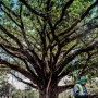 How a fig tree won the Kenya president’s heart?
