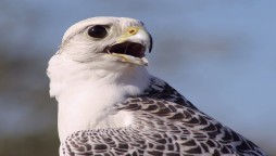 Auction of a Super White Gyrfalcon for $93,000 sets a new record