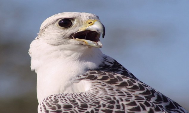 Auction of a Super White Gyrfalcon for $93,000 sets a new record