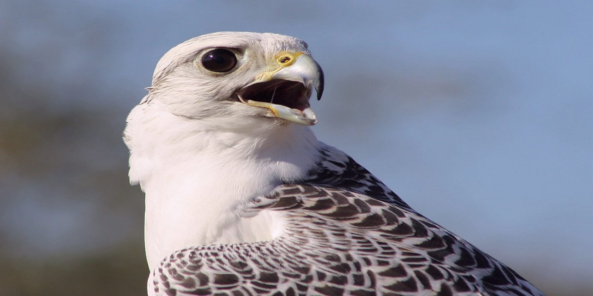 Auction of a Super White Gyrfalcon for $93,000 sets a new record