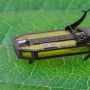 Washington develops the world’s smallest dynamic robot
