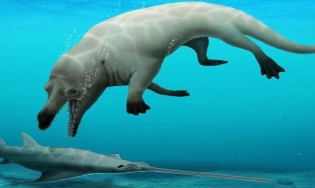 Discovery of a of four legged whale from Egypt