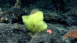 A Research Vessel Found SpongeBob Lookalikes A Mile Under The Ocean’s Surface