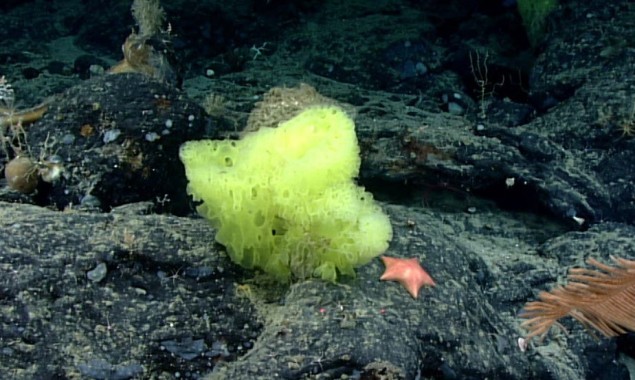 A Research Vessel Found SpongeBob Lookalikes A Mile Under The Ocean’s Surface