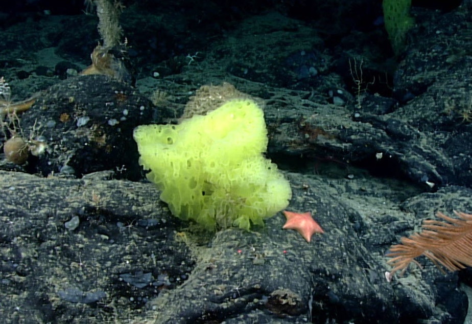 A Research Vessel Found SpongeBob Lookalikes A Mile Under The Ocean’s Surface