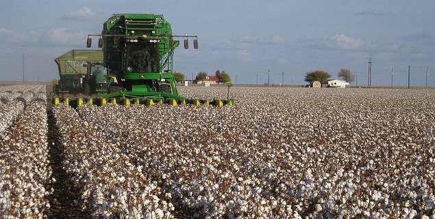 Govt plans cluster villages to modernise cotton farming: minister