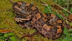 snake