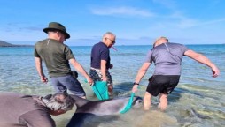 Volunteers assist in the rescue of a stranded dolphin on an Irish beach