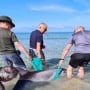 Volunteers assist in the rescue of a stranded dolphin on an Irish beach