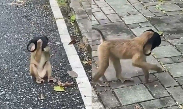 Video of a monkey wearing mask goes viral
