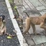 Video of a monkey wearing mask goes viral